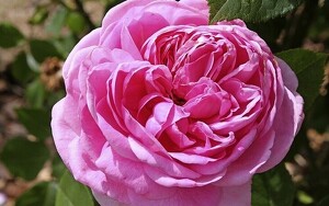 Rose 'Gertrude Jekyll’ Englische Rose