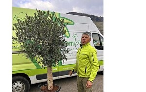 Olive ca. 190 cm hoch, Durchmesser 100 cm