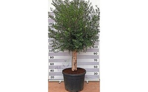 Olive 150-180 cm